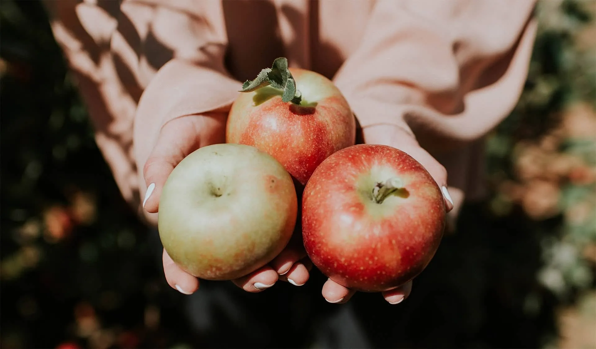 manos sosteniendo 3 manzanas