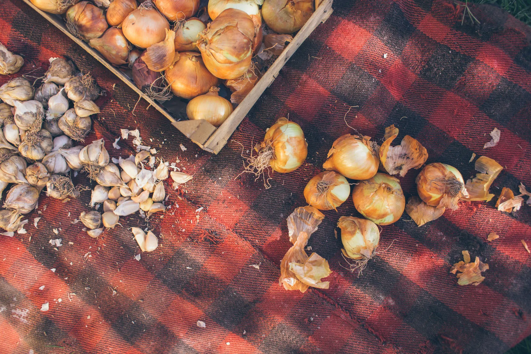 cebollas y ajos