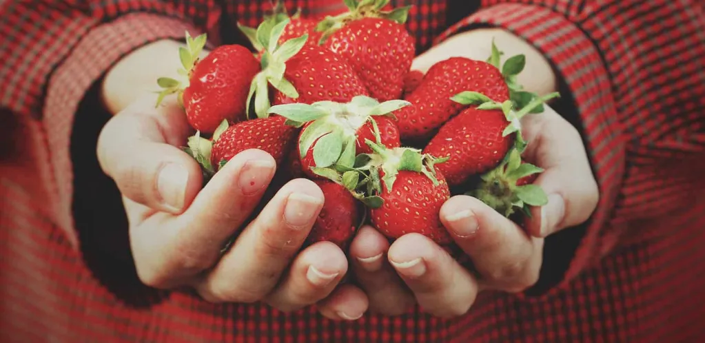fresas