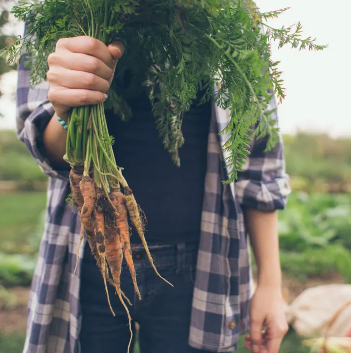 zanahorias