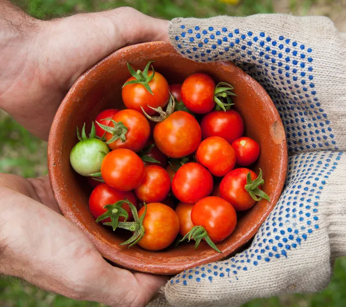tomates