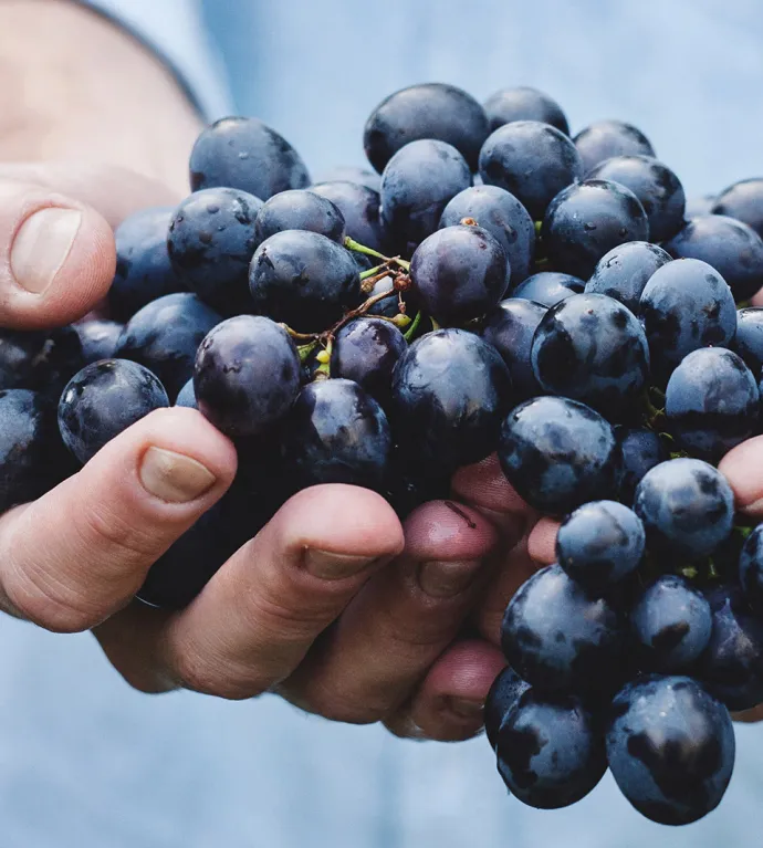 uvas negras